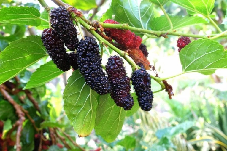 DA LI ZNATE ŠTA JE "SIROTINJSKA SREĆA"? Ovo zaboravljeno voće jača imunitet, a zovu ga i mala apoteka!