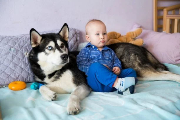 MAJKA JE OSTAVILA BEBU SA HASKIJEM: Pretrnula je od straha kad je čula zavijanje, a onda je imala šta i da vidi (VIDEO)