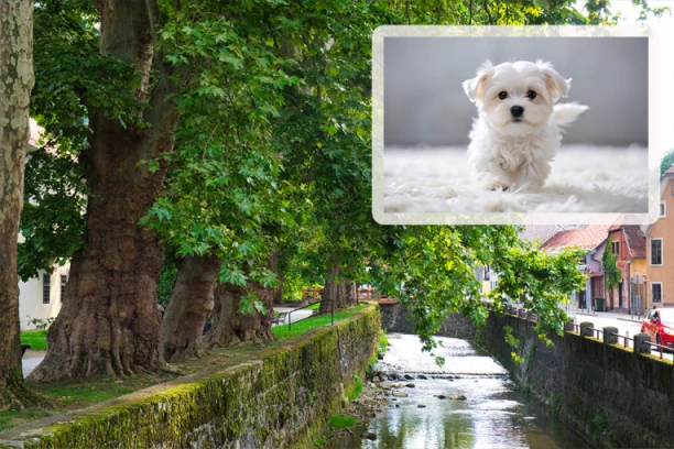 STRAVA U PARKU! Psi rastrgli maltezera Huga: "To je bila prava klanica"!