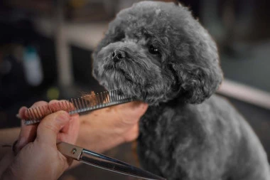 OZBILJNE PRETNJE SMRĆU GRUMERU IZ BEOGRADA! Slučaj Tili eskalira - Aleksandar se plaši za ŽIVOT!
