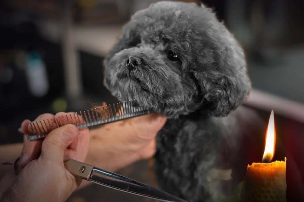 "MOJA PUDLA JE UMIRALA U MUKAMA"! Beograđanka ogorčena zbog smrti ljubimca - tvrdi da je za sve kriv GRUMER: Slučaj Tili usijao DRUŠTVENE MREŽE! (FOTO, VIDEO)