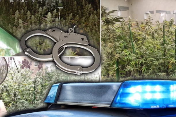VENTILATORI, LAMPE, FILTERI ZA VAZDUH! Otkrivena laboratorija za uzgoj marihuane u Surčinu! (FOTO)