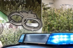 VELIKE AKCIJE POLICIJE U SUBOTICI: Beograđanin pao sa 11 kilograma marihuane u gepeku, Subotičanin krio laboratoriju i halucinogene pečurke!
