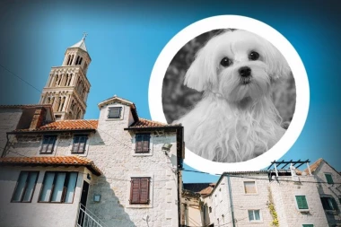 HOROR! Devojka bacila maltezera sa terase, pas uginuo!