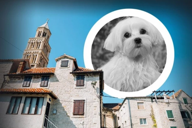 HOROR! Devojka bacila maltezera sa terase, pas uginuo!