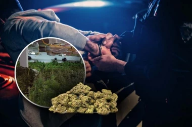 POLICIJA OTKRILA ZASAD MARIHUANE U OKOLINI JAGODINE! Pronađena 91 stabljika!