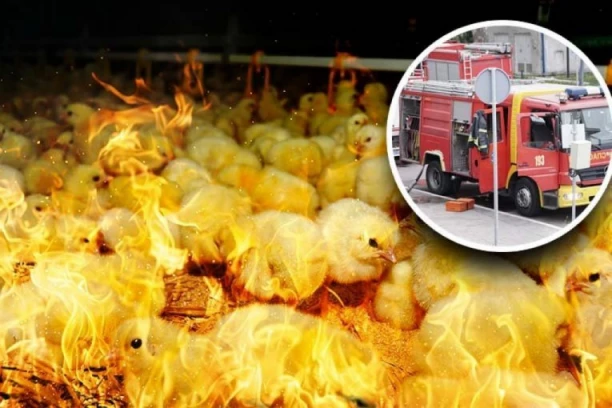 POŽAR NA POZNATOJ FARMI PILIĆA! Nekoliko životinja stradalo u plamenu!