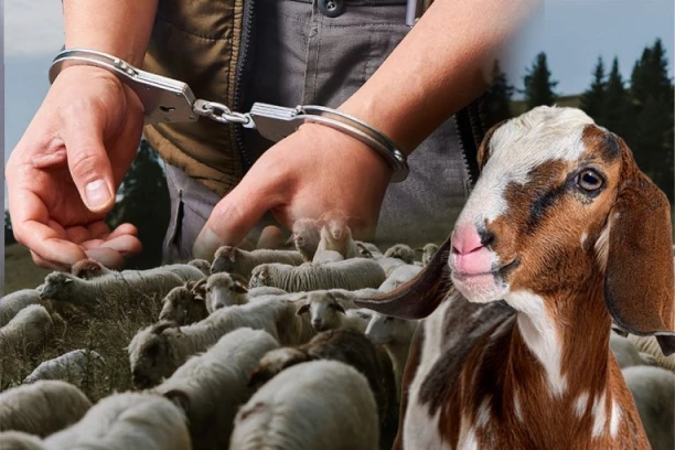 I OVCE "PALE" ZBOG KORUPCIJE: Šta je sve prošle godine zaplenila Direkcija za upravljanje oduzetom imovinom