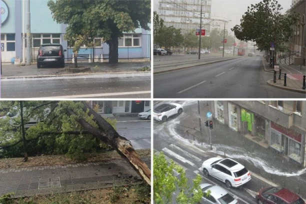 DRVO VAM UNIŠTILO AUTO, USEVI STRADALI, STOKA UGINULA? Evo ko ima pravo na odštetu i kako