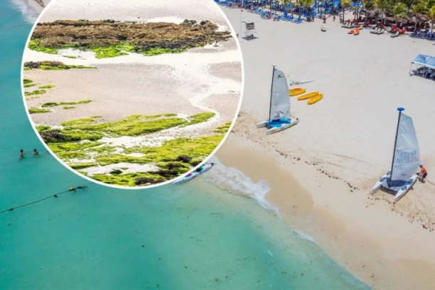 POTPUNA KATASTROFA! Tone agresivnih morskih algi preplavile najpopularnije plaže, turisti u šoku