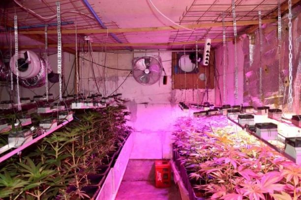 IZNAJMIO KUĆU, PA NAPRAVIO LABORATORIJU ZA UZGOJ MARIHUANE! U dve akcije uhapšena dva dilera iz Novog Sada!