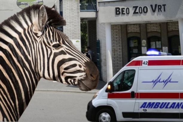 ZEBRA NALETELA NA DETE (2)!Detalji incidenta u Zoološkom vrtu: Povređena i žena