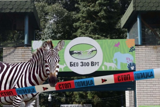 PRVE SLIKE POSLE INCIDENTA U ZOOLOŠKOM VRTU! Policija na Kalemegdanu, očevici tvrde da je osim deteta povređeno još TROJE ljudi! (VIDEO)