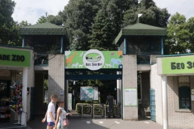 "DOGODIO SE INCIDENT, ZEBRA JE ISTRČALA IZ OGRAĐENOG PROSTORA!" Oglasio se Zoološki vrt u Beogradu: Radi se na utvrđivanju svih okolnosti...