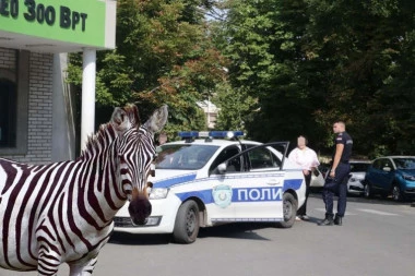 UHVAĆENA ZEBRA! Okončana drama u Zoološkom vrtu u Beogradu!