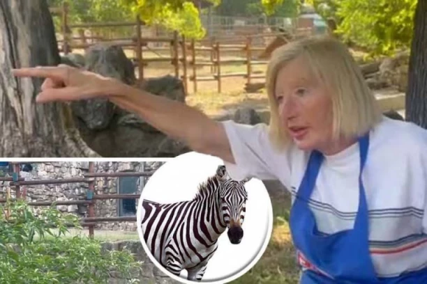 KRVAVA ZEBRA JE IZBEZUMLJENO JURILA NIZ STAZU PUNU POSETILACA! Novi detalji incidenta u Zoološkom vrtu u Beogradu - LJUDI SU SE SAPLITALI I PADALI! (VIDEO)
