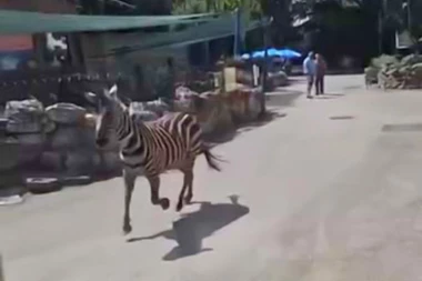LJUDI POBEGLI IZA PRODAVAČICE SLADOLEDA KAD SU VIDELI POMAHNITALU ZEBRU! Isplivao novi snimak incidenta u Zoološkom vrtu u Beogradu! (VIDEO)
