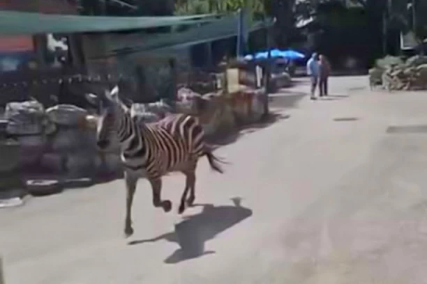 LJUDI POBEGLI IZA PRODAVAČICE SLADOLEDA KAD SU VIDELI POMAHNITALU ZEBRU! Isplivao novi snimak incidenta u Zoološkom vrtu u Beogradu! (VIDEO)