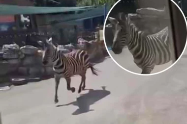 LJUDI POBEGLI U ZMIJARNIK KADA SU VIDELI ZEBRU! Pogledajte trenutak kada je životinja izašla iz boksa u zoološkom vrtu u Beogradu! (VIDEO)