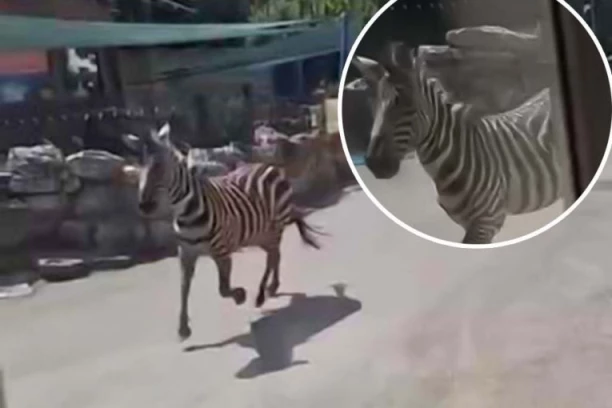 LJUDI POBEGLI U ZMIJARNIK KADA SU VIDELI ZEBRU! Pogledajte trenutak kada je životinja izašla iz boksa u zoološkom vrtu u Beogradu! (VIDEO)