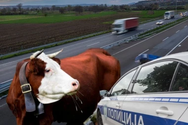BIK NAPRAVIO HAOS NA AUTO-PUTU! Drama kod Novog Sada! Policija i putari pokušavaju da uhvate RAZJARENU ŽIVOTINJU! (VIDEO)