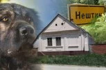 "HAPŠENJEM JE DODATNO PRODUBLJENA TRAGEDIJA!" Oglasio se advokat čoveka čiji su psi ubili ženu! Došla kod KUMOVA, šarplaninci je RASTRGLI!
