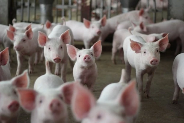 SELJACI U ŠOKU! U noći ukradeno preko 500 svinja u malom selu, POLICIJA TRAŽI POMOĆ GRAĐANA