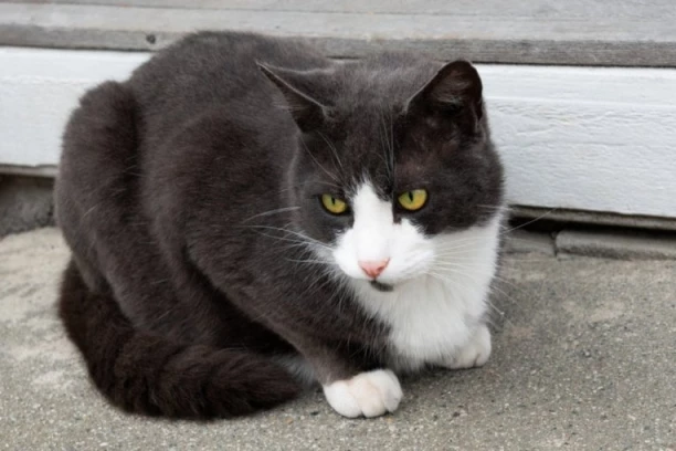 MAČAK JE MIRNO SEDEO ISPRED VRATA KAD SE POJAVILA ZVER: Ljudi u neverici gledali snimak - da li je ovo moguće? (VIDEO)