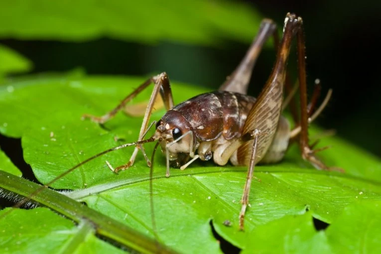 "IZGLEDALI SU STRAŠNO, UNUK NIJE SMEO DA IZAĐE" - Ogromne bube preplavile prestonicu, građani prestravljeni! Stručnjaci saglasni: "MORAĆEMO DA SE NAVIKNEMO!"