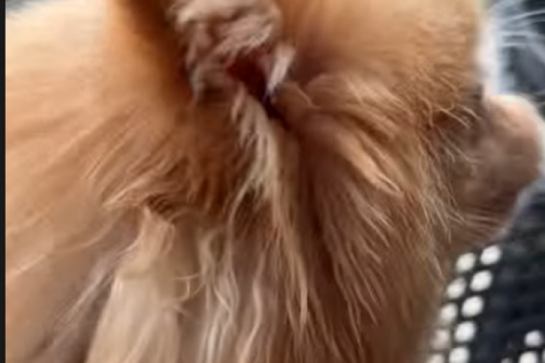 Gastozov pas, Lilica