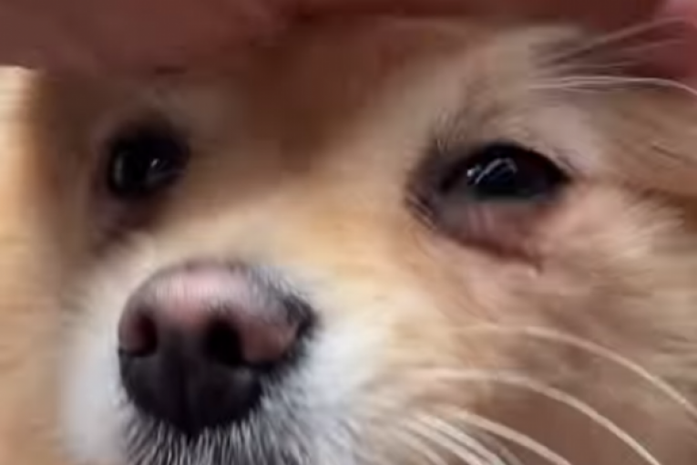 Gastozov pas, Lilica