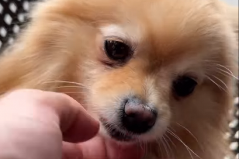 Gastozov pas, Lilica