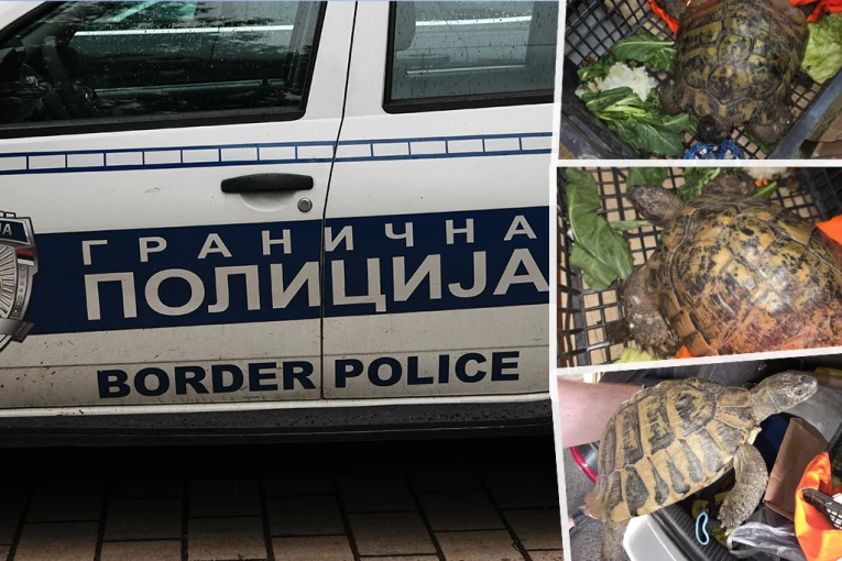 NEVEROVATNO OTKRIĆE CARINIKA NA KELEBIJI! Pokušao da prokrijumčari ŽIVO BIĆE! (FOTO)