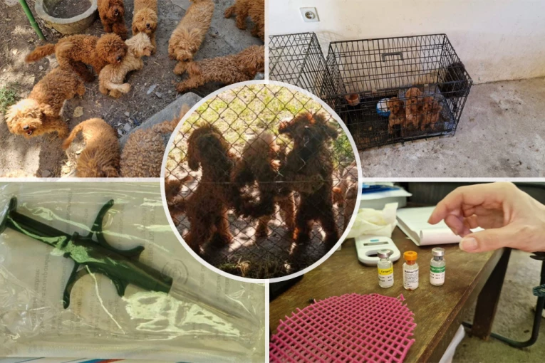 NELEGALNO UZGAJAO PSE I PRODAVAO PO EVROPI! Policija u Zrenjaninu pronašla pudle vredne više od 3,5 miliona dinara! (FOTO)