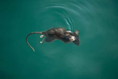 "ČISTO, BISTRO MORE": Šok na mrežama! ŠTA JE, BRE OVO? Objavljen jeziv snimak iz GRČKE, srpski turisti se ovog leta kupaju s PACOVIMA? (VIDEO)