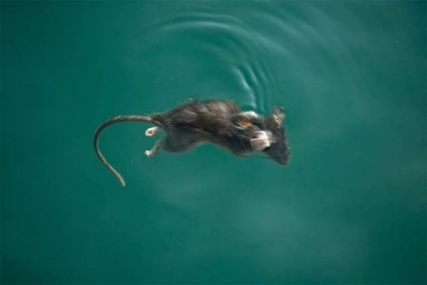 "ČISTO, BISTRO MORE": Šok na mrežama! ŠTA JE, BRE OVO? Objavljen jeziv snimak iz GRČKE, srpski turisti se ovog leta kupaju s PACOVIMA? (VIDEO)