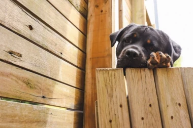 LOVAČKOM PUŠKOM UBIO KOMŠIJSKOG PSA! Određen pritvor monstrumu!