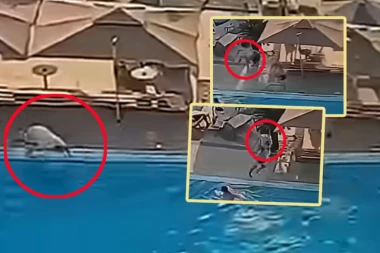 ŠOK DETALJI RANJAVANJA MARKA LJUBIŠE KANA! "Škaljarac" pojurio napadača, pa se okliznuo i PAO U VODU! (VIDEO)