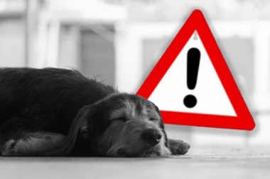 IZUZETNO UZNEMIRUJUĆI SNIMAK S MEDAKA! Pas kolabirao u trenutku - vlasnik ga VUČE VEZANOG po vrelom betonu! (VIDEO)