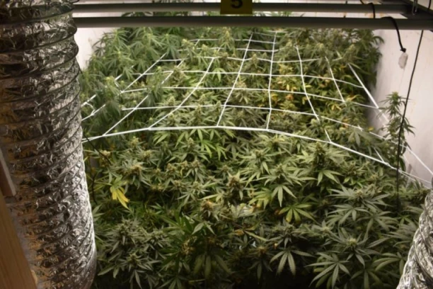 OTKRIVENA LABORATORIJA ZA UZGOJ MARIHUANE! Uhapšeni Novosađani, evo šta je sve policija pronašla kod njih!