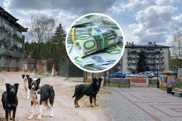 KRITIČNO STANJE! Na području ove opštine ima više od 1.000 pasa-lutalica: Zbog ujeda isplaćena ogromna šteta