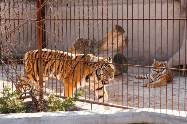 ZOO VRT PALIĆ DEMANTUJE: “Kod nas svaka životinja živi dostojanstveno, a svako rođenje se slavi"!