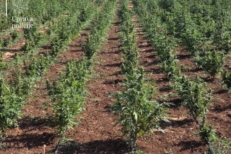 Tanjug/MUP CRNE GORE UPRAVA POLICIJE