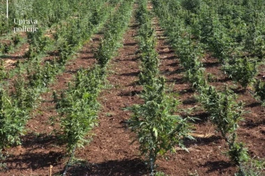 PRONAĐENA PLANTAŽA MARIHUANE U BAČU! Uhapšen diler, a određeno mu i zadržavanje!