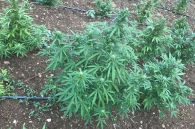 ŠOK U ZEMLJI: Ispod seoske kuće u bunkeru pronađena GIGANTSKA PLANTAŽA MARIHUANE! Evo kako su je policajci otkrili