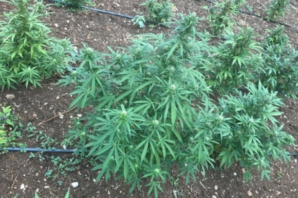 ŠOK U ZEMLJI: Ispod seoske kuće u bunkeru pronađena GIGANTSKA PLANTAŽA MARIHUANE! Evo kako su je policajci otkrili