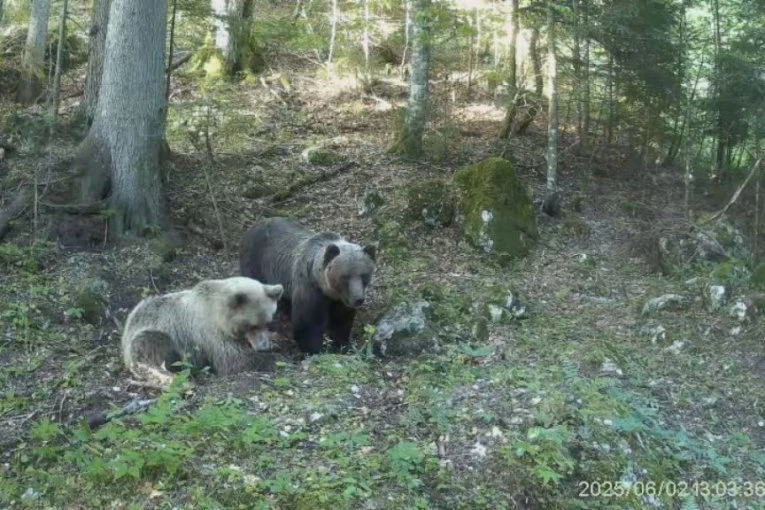 MAJKA I DETE U NESVAKIDAŠNJOJ ŠETNJI! Pogledajte šta su snimile nadzorne kamere na Tari (VIDEO)