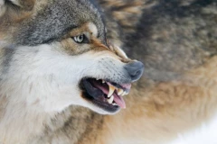 VUK NAPAO DETE (8) U ZOOLOŠKOM VRTU! Devojčica povređena