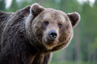 OGROMAN MEDVED JE UŠETAO U POSLASTIČARNICU: Čuvar se zaledio od straha dok je zver uživala u ovoj poslastici! (VIDEO)