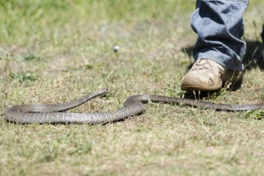 HOROR U KLADOVU! ZMIJA NAPALA MUŠKARCA DOK JE JEO U BAŠTI HOTELA: Nesrećnik hitno prebačen u bolnicu (VIDEO)